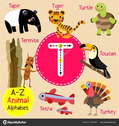 Imagenes Con La Letra T En Ingles Letter T Turtle Zoo Alphabet