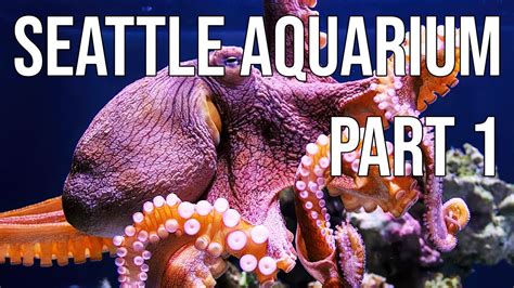 Seattle Aquarium Washington Part 1 Youtube