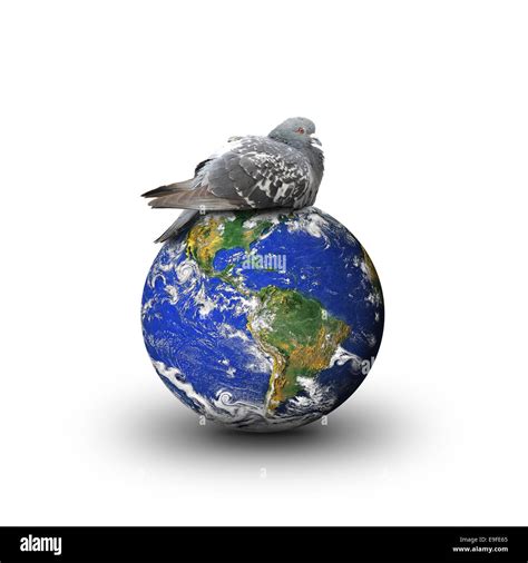 Dove On The Earth Stock Photo Alamy