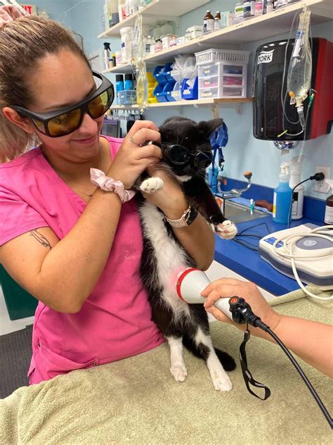 Cold laser therapy with a cat | Advanced Animal Care of Mt. Pleasant