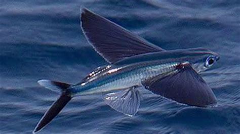 Flying Fish Documentary Video Youtube Flying Fish Live In All Of The