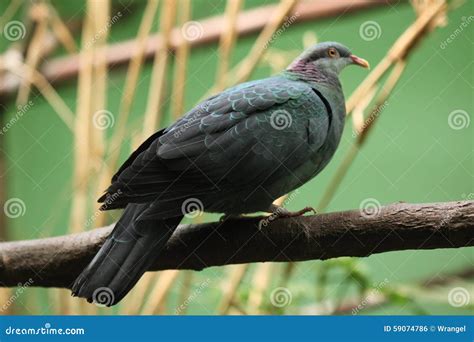 Metallic Pigeon Columba Vitiensis Griseogularis Stock Photo Image