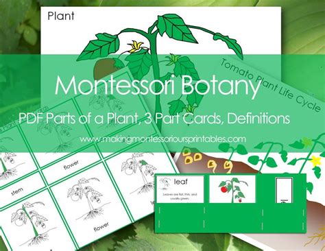 Montessori Botany Parts Of A Plant Charts Part Cards Labels Life