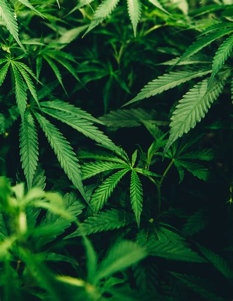We did not find results for: 900+ Weed Background Images: Download HD Backgrounds on ...