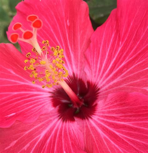 Red Hibiscus In Bloom Photograph By Terrance Lum