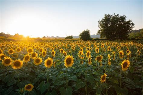 Sunflower Field Owners Ask Visitors To Stop Taking Nude Photos