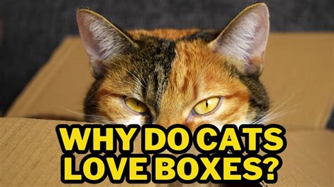 Why Do Cats Love Boxes The Science Behind Feline Behavior Youtube