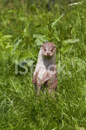 Cute Wet Otter Standing On Shoreline Stock Photo Royalty Free