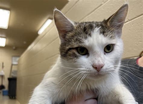 Humane Society seeks public's help for information on abandoned cat in