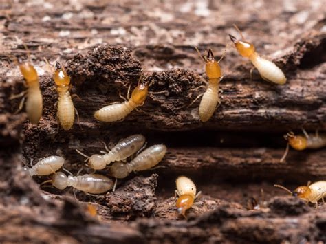 Termites Common In Ellis County Cross Country Pest Control