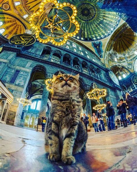Gli The Cat Of Hagia Sophia Hagia Sophia