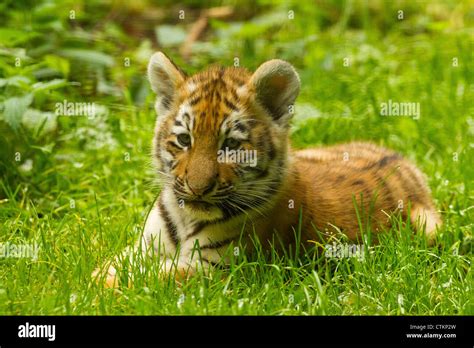 Siberianamur Tiger Cub Panthera Tigris Altaica Laying In Grass Stock