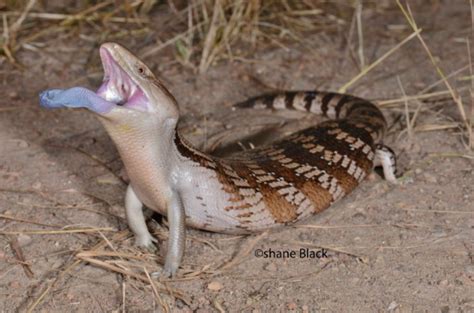 Newsroom Why So Blue New Research Sheds Light On Why Our Iconic Blue Tongue Lizards Have Such