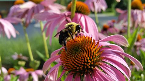Why Pollinators Are Important For Your Garden