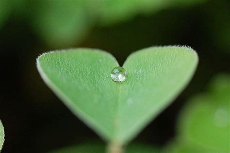 25 Awesome Hearts Found In Nature Heart In Nature Nature Nature