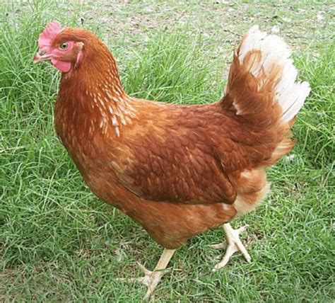 Best Chicken Breeds For Eggs Backdoor Survival