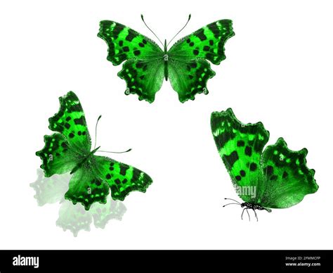 Green Butterflies Isolated On A White Background High Quality Photo