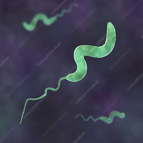 Campylobacter Bacteria Illustration Stock Image F0405026