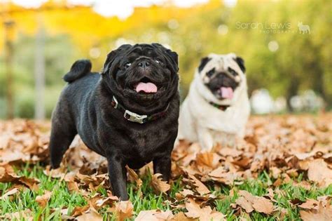 5 Tips For Autumn Photos With Your Pug The Pug Diary Baby Pugs