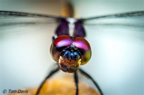 The Complete Guide To Macro Photography 137 Great Tips