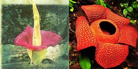Apr 24, 2020 · sedangkan contoh flora endemik di zona asiatis adalah rafflesia arnoldi, bunga bangkai, dan juga kantung semar. 6 Perbedaan Harus Diketahui Antara Bunga Bangkai dan Rafflesia