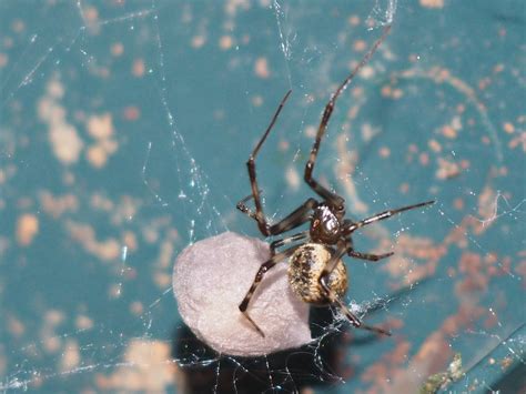 Parasteatoda Tepidariorum Achaearanea Tepidariorum 1 Flickr