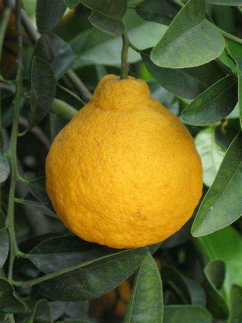 Dwarf Sanbokan Lemon Tree 26 30 Tall Live Grafted Citrus Plant