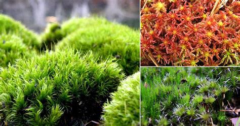 15 Best Types Of Moss To Grow In Garden India Gardening