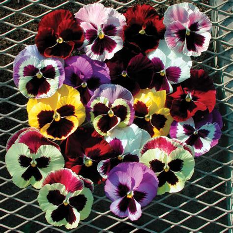 Majestic Giants Ii Hybrid Mix Pansies Pansy Jw Jung Seed Company