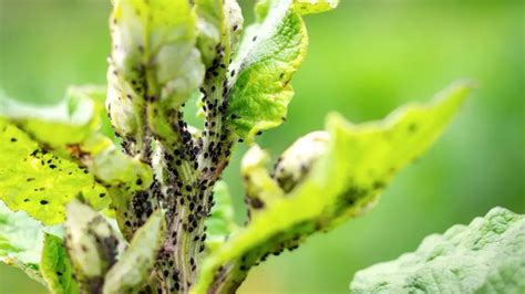 Are You Seeing Tiny Black Bugs On Plants Outside Then Read This