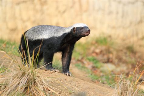 A 5 Million Year Old Relative Of The Honey Badger Has Been Discovered