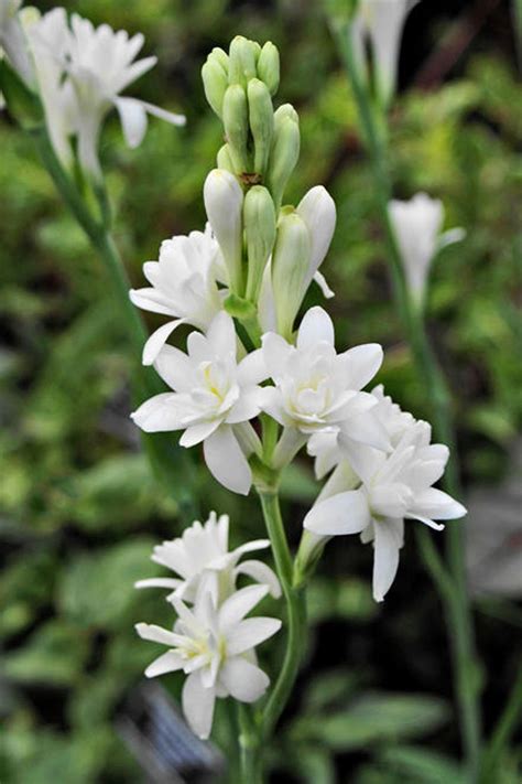 White Flowers With Green Stems In The Middle Of Some Grass And Plants
