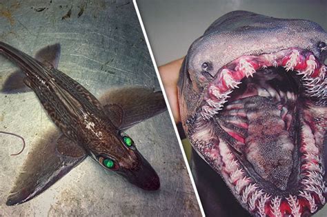 Russian Fishermans Most Terrifying Catches Ever Revealed In Incredible