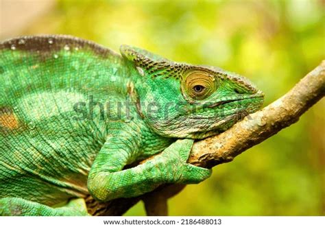 3 256 Panther Chameleon On Branch Images Stock Photos And Vectors