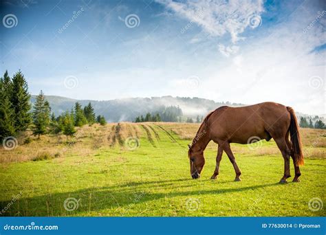 Horse Grazing In A Pasture Stock Photo Image Of Hill 77630014