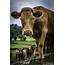 Lakes Farm Gears Up To Host Prestigious Cattle Open Day  Farming UK News
