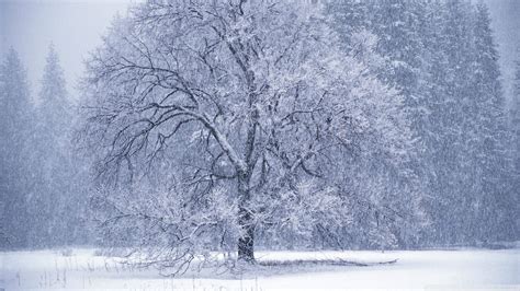 Wallpaper Trees Landscape White Nature Branch Ice Frost