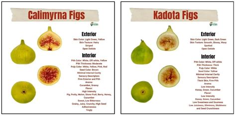 Cultivo Y T Cnicas Higos Figs