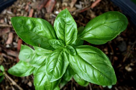 Sweet Basil Plant Picture Free Photograph Photos Public Domain