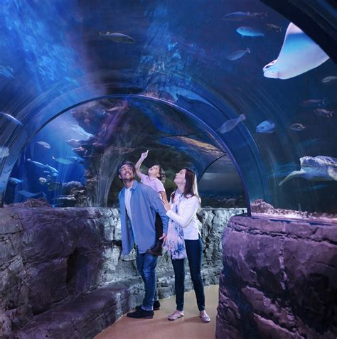 Sea Life Aquarium Attractions Big City Saver London