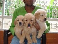 Of course, you can always adopt a golden retriever for much less. Golden Retriever Puppies and Dogs for sale near you