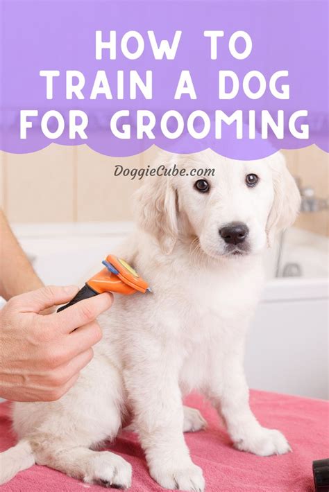 Puppy Grooming Tips How To Train A Dog For Grooming Doggie Cube