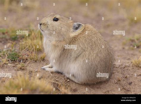 Plateau Pika Ochotona Curzoniae On The Tibetan Plateau Stock Photo