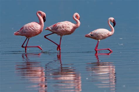 Lesser Flamingo Birds South Africa