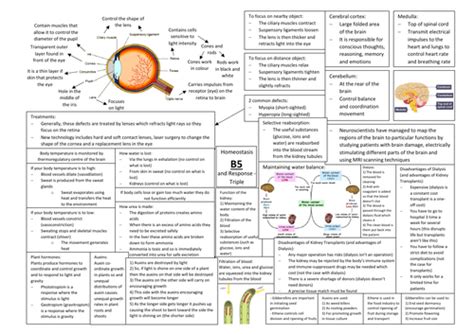 Aqa Gcse Biology 9 1 B4 Organisation In Plants Revision Lesson Vrogue