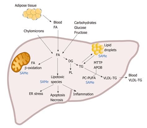 Lipid Metabolism The Mobilization Of Fatty Acids Fa From Their Download Scientific Diagram