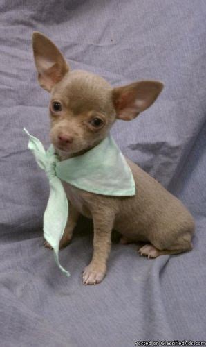 Chihuahua Newborn Puppies Little City Davie Zip Code