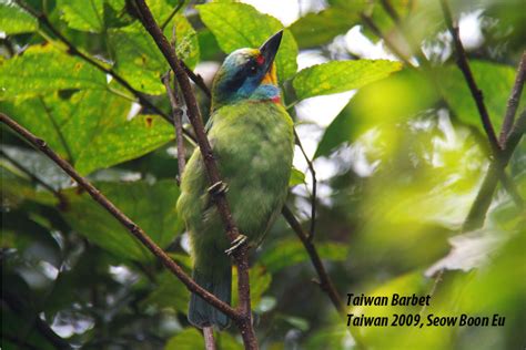 It is one of the seventeen megadiverse nations in the world with numerous endemic species. ALL-WILD...: Taiwan Endemic Species
