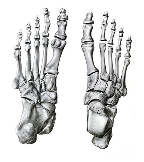 Bones Of The Foot Photograph By Microscapescience Photo Library Pixels