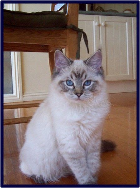 This Photo Is Of A Seal Lynx Point Ragdoll Kitten The Color On The